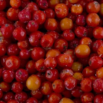 Ebereschen (Vogelbeeren), TK, 2,5 kg