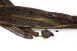 Bourbon-Vanille Schoten - Superior Qualität, Papua Neuguinea, 5 St