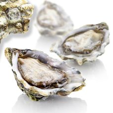 Frische große Austern - Gillardeau G2 (Crassostrea gigas), à ca. 115g, Special de Claires, 24 St