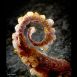 Tasty Bites Octopus-Kimshi - Fingerfood auf Reisbasis zum Frittieren, 160 g, 215 St