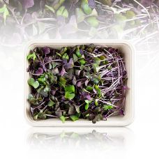 vollgepackt Microgreens Radieschen Rot, ganz junge Blätter / Keimlinge, 100 g