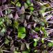 vollgepackt Microgreens Radieschen Rot, ganz junge Blätter / Keimlinge, 100 g