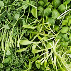 vollgepackt Microgreens MIX MiniGreenBox, 3 Sorten ganz junge Blätter / Keimlinge, 90 g, 3 x 30g