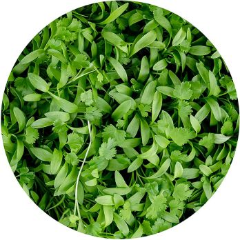 vollgepackt Microgreens Koriander, frisch, junge Blätter / Keimlinge, 50 g
