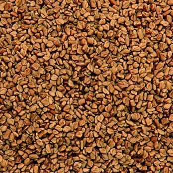 Bockshornkleesamen (Fenugreek Methi Seeds) (vor Gebrauch rösten!), 1 kg