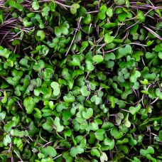vollgepackt Microgreens Rotkohl, ganz junge Blätter / Keimlinge, 75 g
