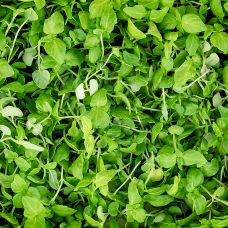 vollgepackt Microgreens ShisoGreens, junge Blätter / Keimlinge, 25 g